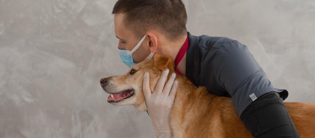 Sito web per medico veterinario Sito web per medico veterinario