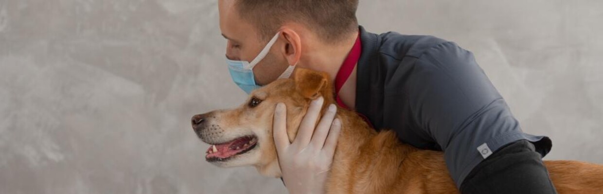 Sito web per medici veterinari